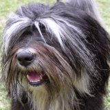 grogs_portret.gif(25 kb)